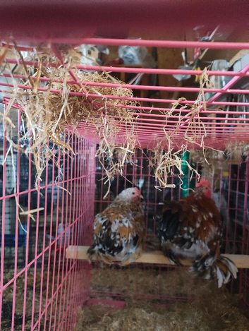 Pair millefleur pekins