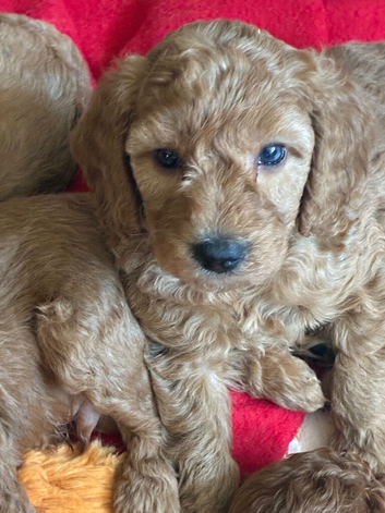 KC registered miniature poodles