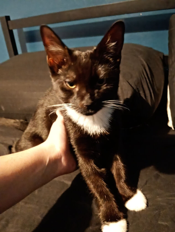 8 months old boy cat