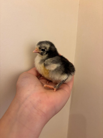 Beautiful chicks