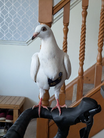 Fancy Companion Pigeon
