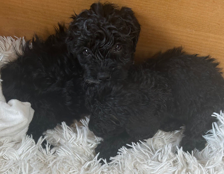 6 Beautiful Cockapoos