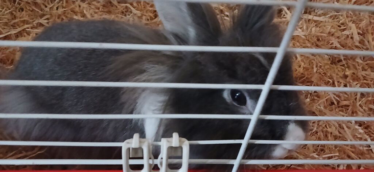 Female lionhead
