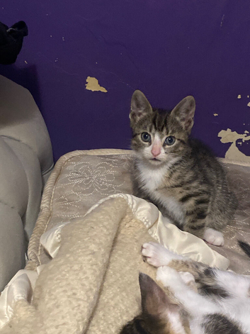 Cute beautiful kittens