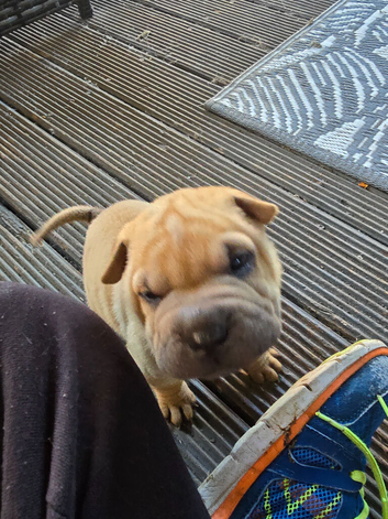 Beautiful Shar Pei puppies