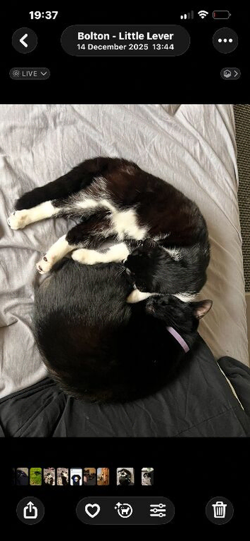 cats