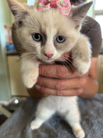 Ragdoll kittens