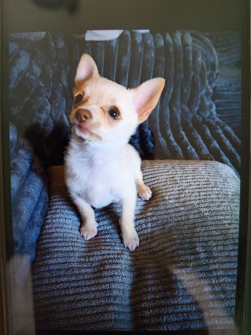 Cream/white boy pomchi puppy