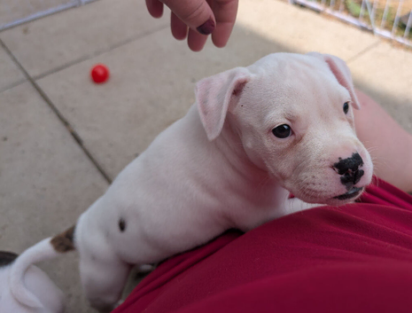 Johnson American Bulldogs