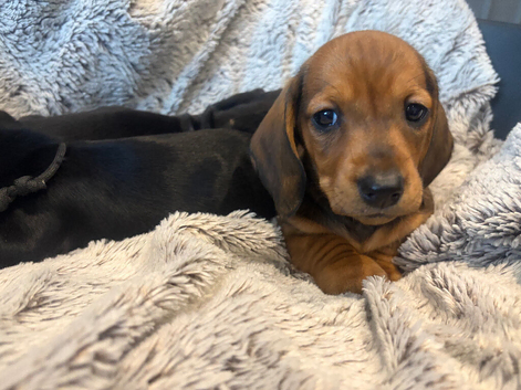 Dachshund puppies
