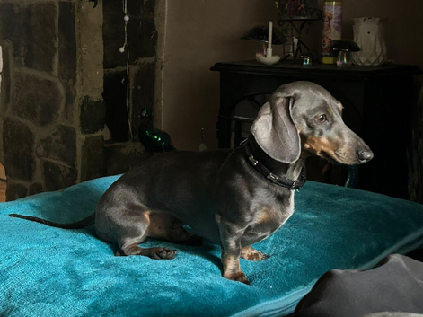 Miniature Dachshund Dog