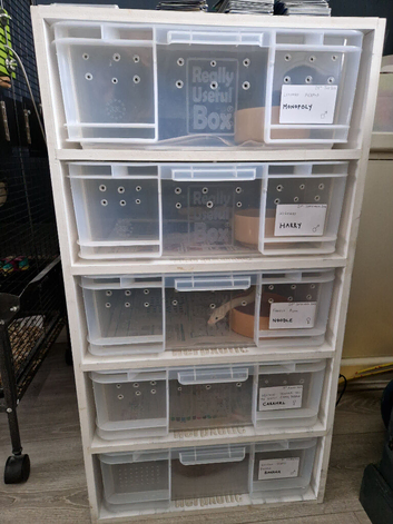 5 ball pythons and 33 litre rack