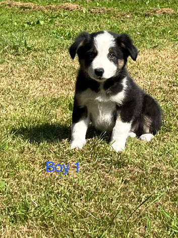Border Collie Pups