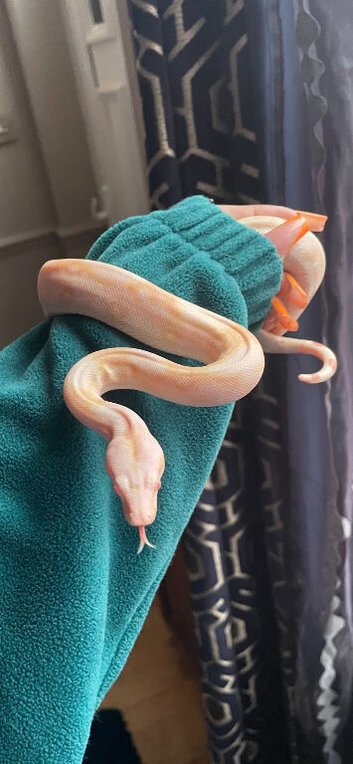 Female baby boa with 3ft Viv