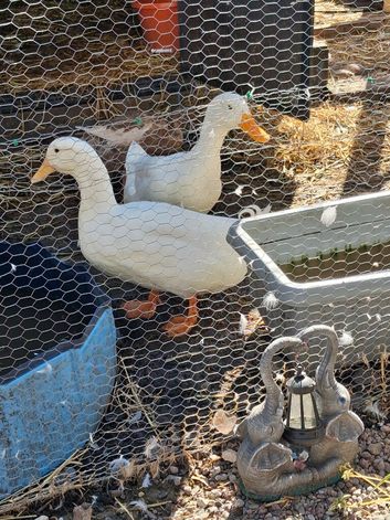 2 Male Peking Ducks