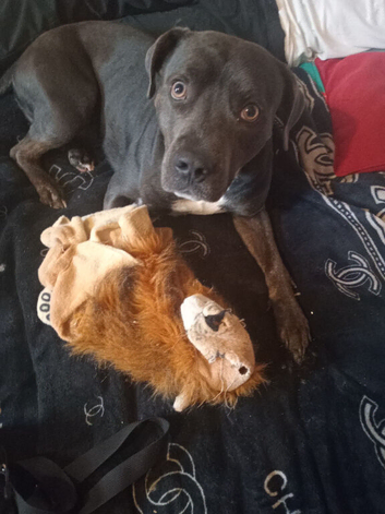 Missing dog