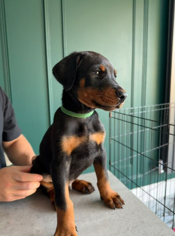 ABSOLUTELY STUNNING DOBERMAN PUPPIES FOR SALE