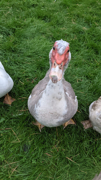 Breeding Pair Lavender & White Muscovy (unrelated)