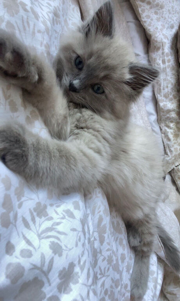 Beautiful blue Mitted ragdoll male