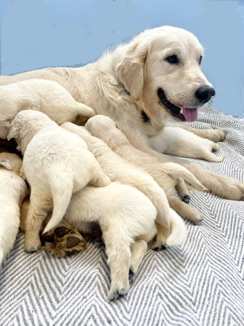 KC golden retriever puppies