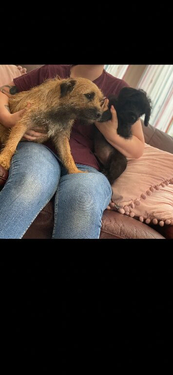 Border Terrier X Miniature Poodle puppies
