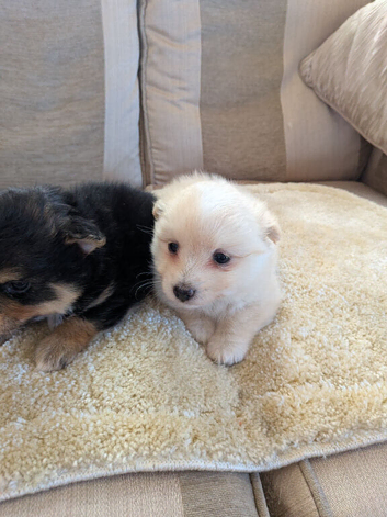 Beautiful little pom terriers puppy