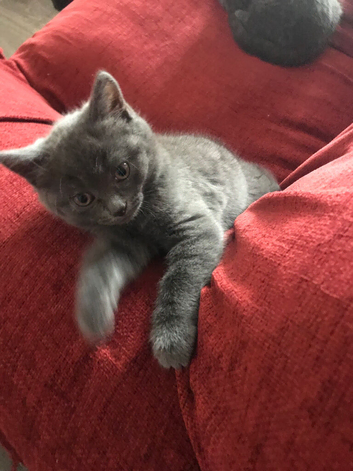 4 kittens