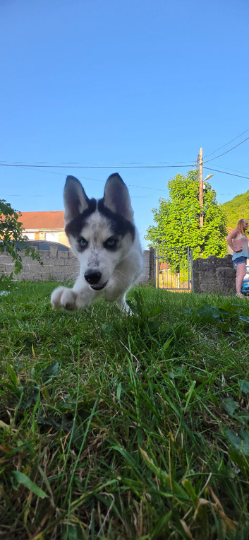 ***Ready Now*** REDUCED stunning beautiful siberian husky puppies***