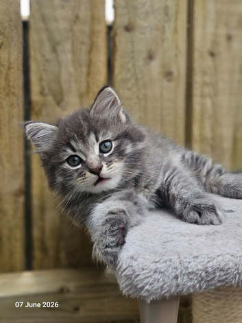 Part Maine Coon fluffy kittens