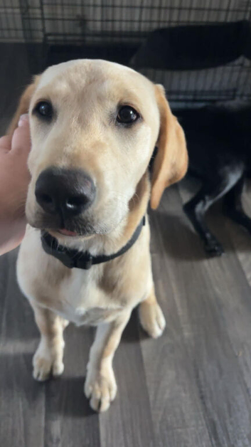 7 month old labrador