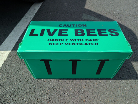 6 frame nuc of honey bees ready now