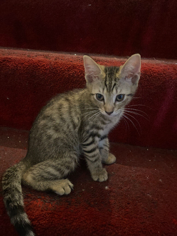 Two cutie pie needs a new home