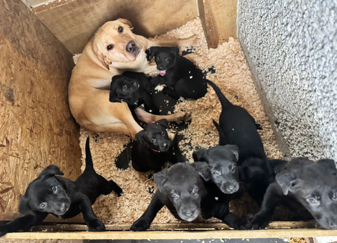 Lab x pups 6 boys & 2 girls