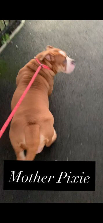 Olde English Bulldog