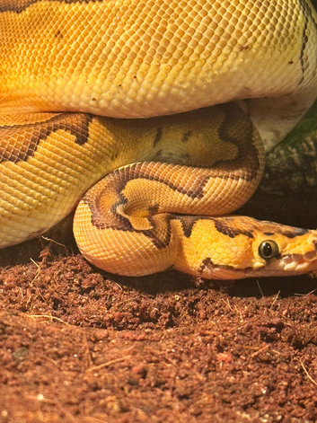 Enchi Clown Male