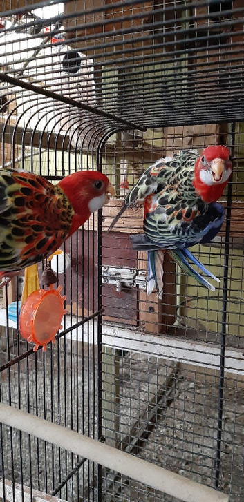 Redrump and Rosella