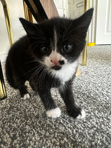 Kittens