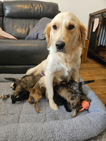 Goldendoodles