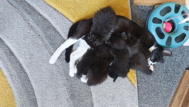 5 Kittens
