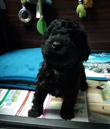 cavapoo puppies
