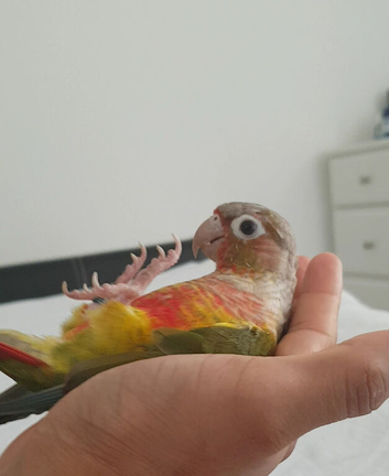 Genuine hand reared tame talking conure parrots.