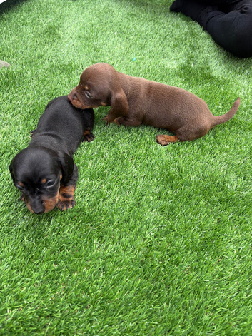 Miniature dachshund