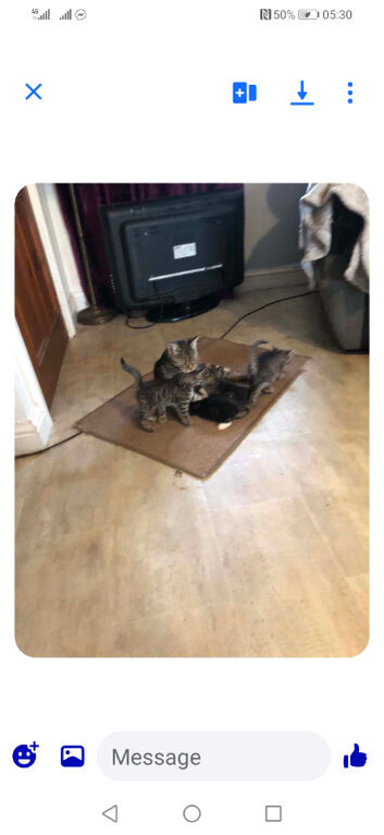 3 Kittens ready for their forever home