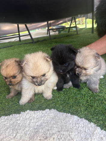 Beautiful Pomeranian Puppies for Sale