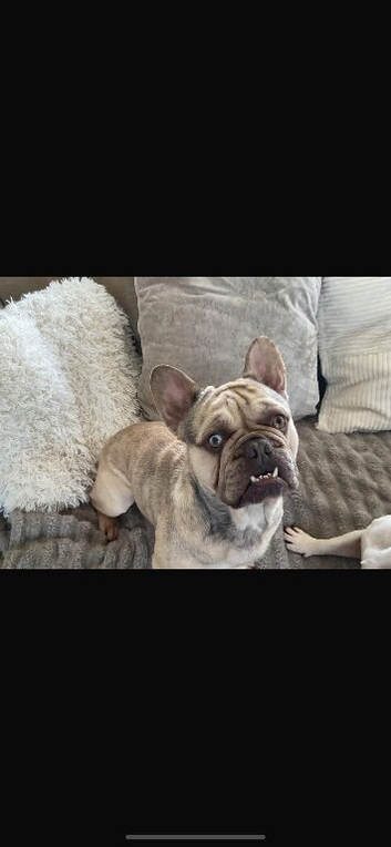 Male French Bulldog carries all colours