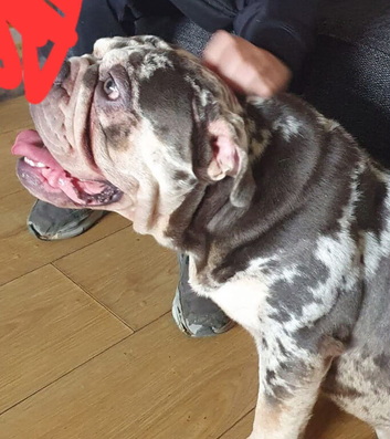 4 year old British bull dog to stud