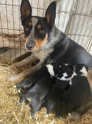 Farm collie pups