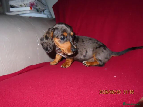 Miniature Dashound