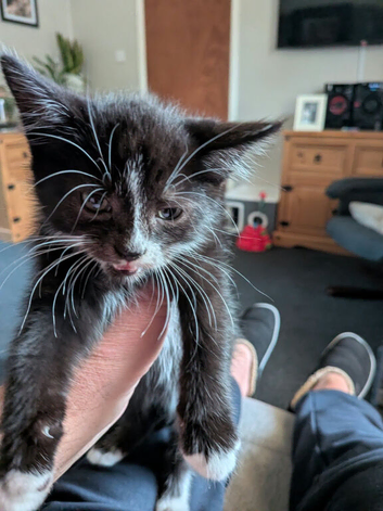 9 week old male