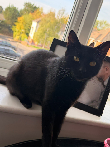 Female cat looking for forever home